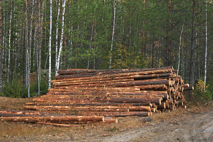 Вскрыты новые преступные схемы лесной мафии в Хакасии