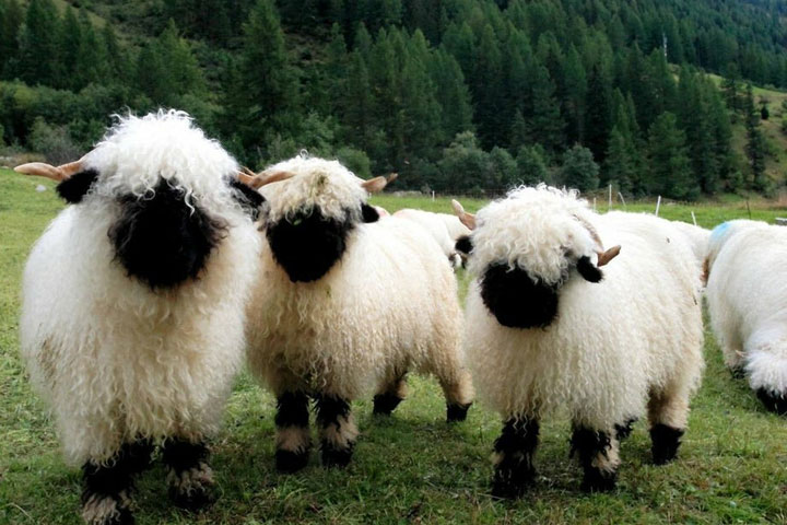 В Хакасии появится селекционно-генетический центр по овцеводству