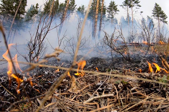 Огнеборцы и парашютисты-десантники из Авиалесоохраны тушат лесные пожары в Хакасии 