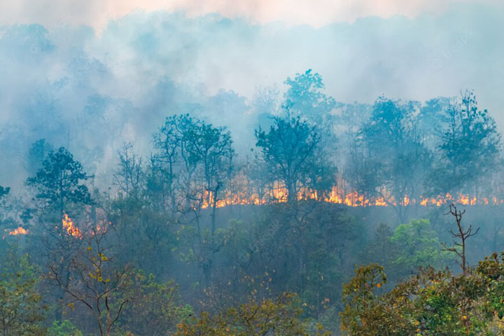 В Бейском районе потушили лесной пожар 