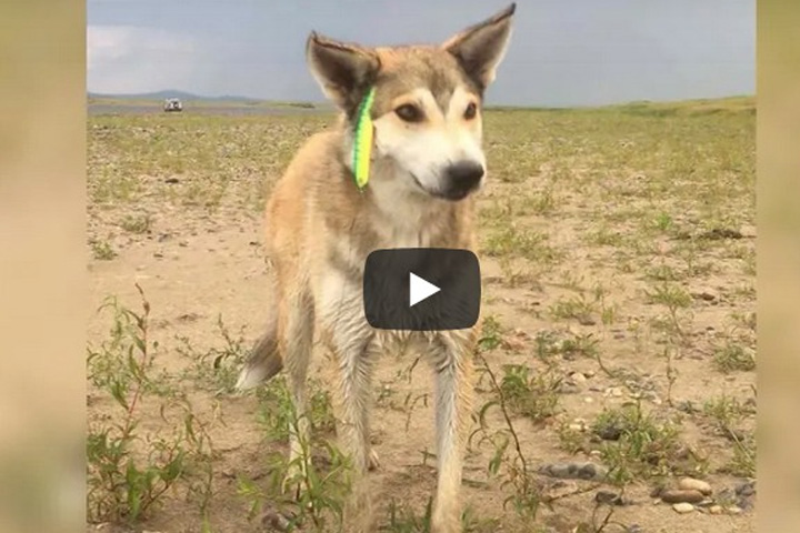 В Хакасии собака попалась на крючки, требуется помощь 