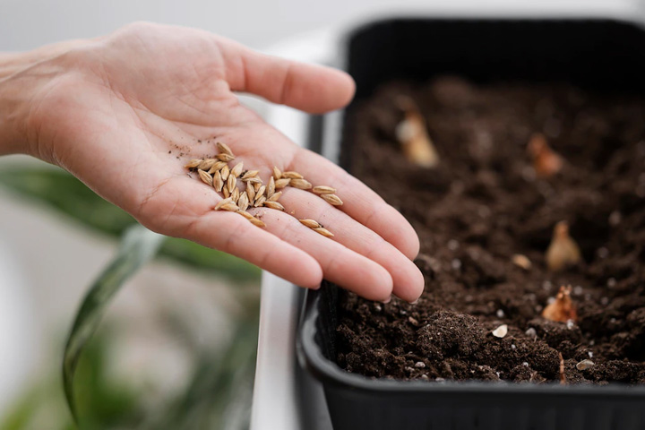 Хакасии придется закупать семена на посевную кампанию-2023