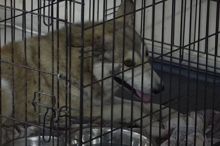 В Хакасии спасли собаку с крючками 