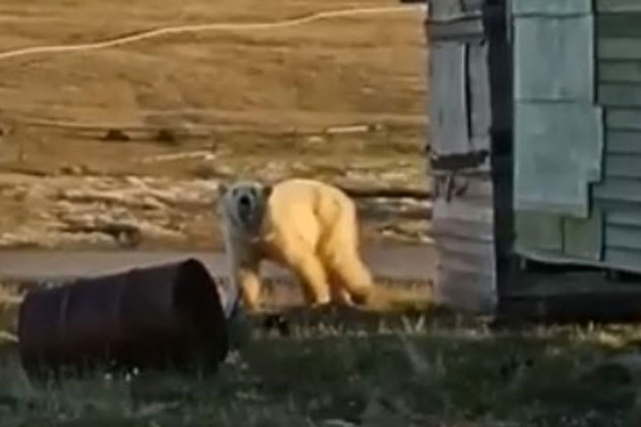 Медведь вышел к людям, чтобы попросить помощи