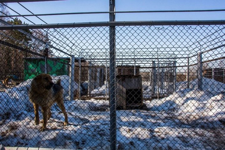 Сибирские города давно просили изменить закон о надзоре за животными