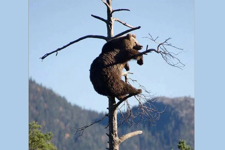 В Хакасии медведя увидят на верхушке 4-метрового дерева