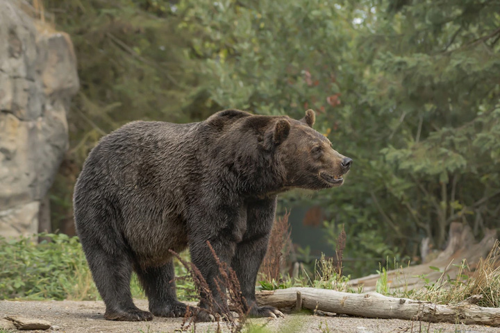 В Хакасии в стайку забрался огромный матерый медведь