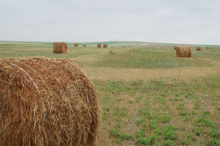 В Хакасии устанавливается травостой