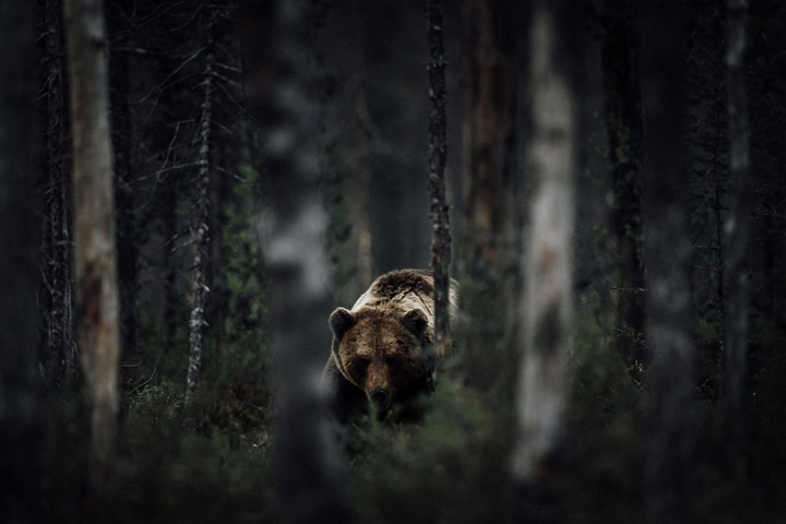 «Выживший» - история встречи с медведем-людоедом