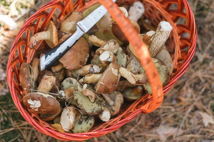 Жителям Хакасии напомнили, как правильно выбирать и готовить грибы