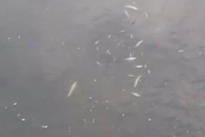 Люди встревожены: в реке массово гибнет рыба