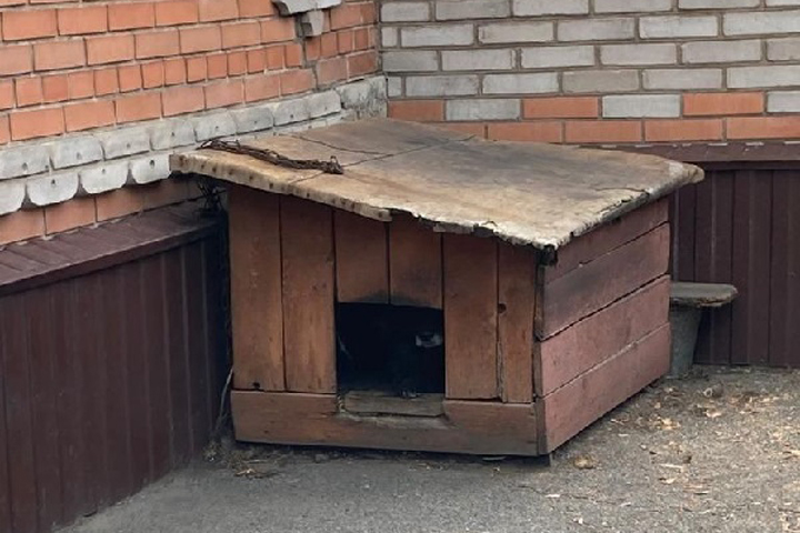 В Черногорске домашняя собака покусала 4-летнюю внучку хозяев