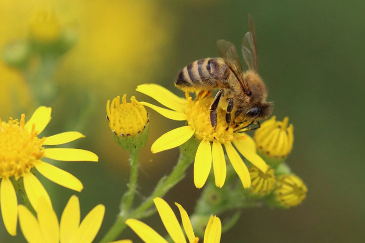 «Не надо никого убивать» - в Абакане разрешилась судьба пчелиного роя