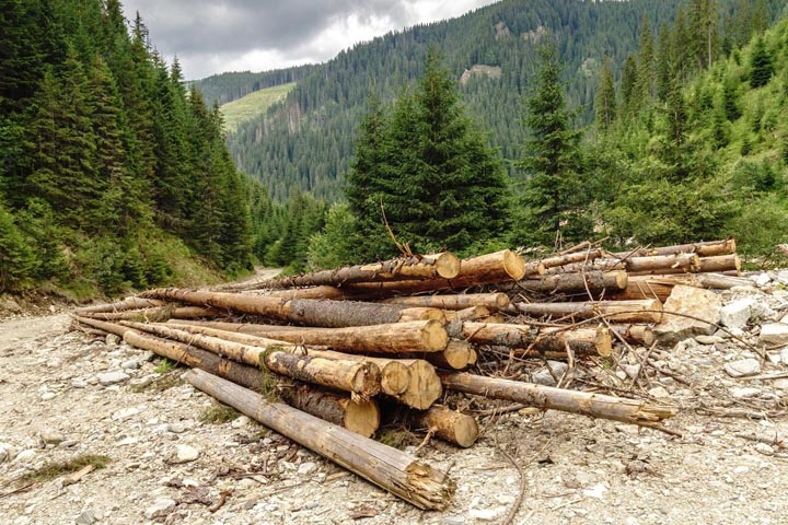 Жителя Хакасии приговорили к исправительным работам за срубленные деревья 