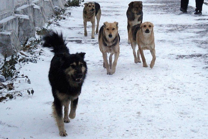 Жителям Хакасии напомнили как действовать при нападении собак 