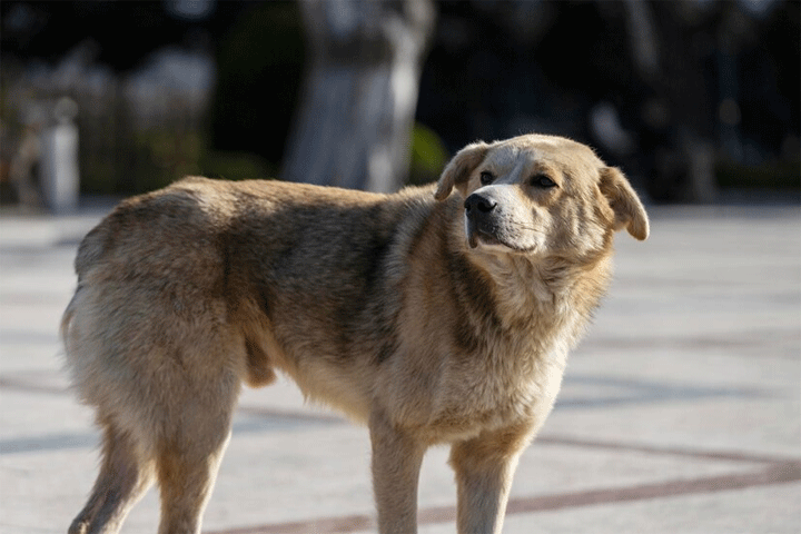 В этот день жителям Хакасии рекомендуют позаботится о бездомных животных