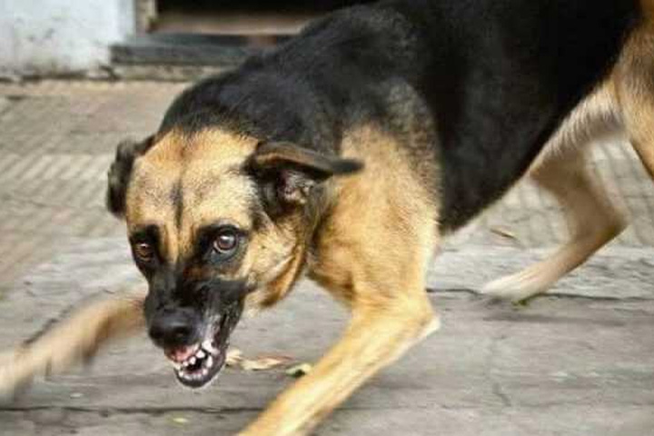 Нападение собак на девочку: мэр Саяногорска отреагировал своеобразно