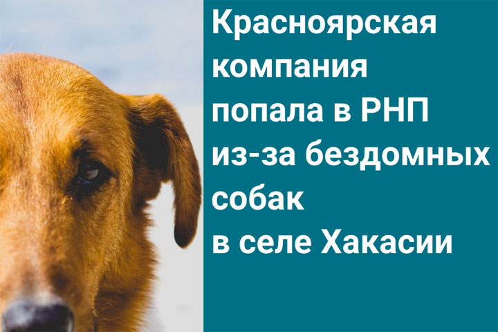 Красноярская компания не справилась с отловом собак в Хакасии