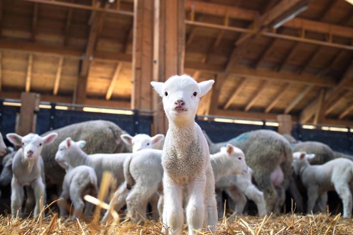 Замглавы Минсельхозпрода Хакасии: Поголовье овец растет