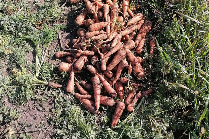 Зеки Хакасии вышли на уборку моркови и свеклы 