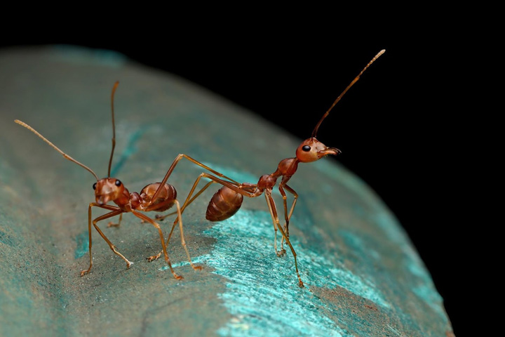 В Хакасии на каждого жителя приходится 2,5 миллиона муравьев