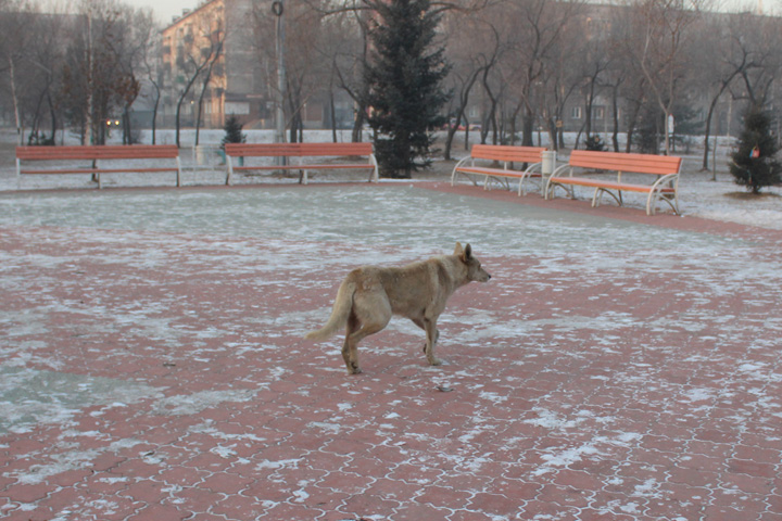Абакан с городами Сибири и Дальнего Востока обсудил проблему с бездомными собаками