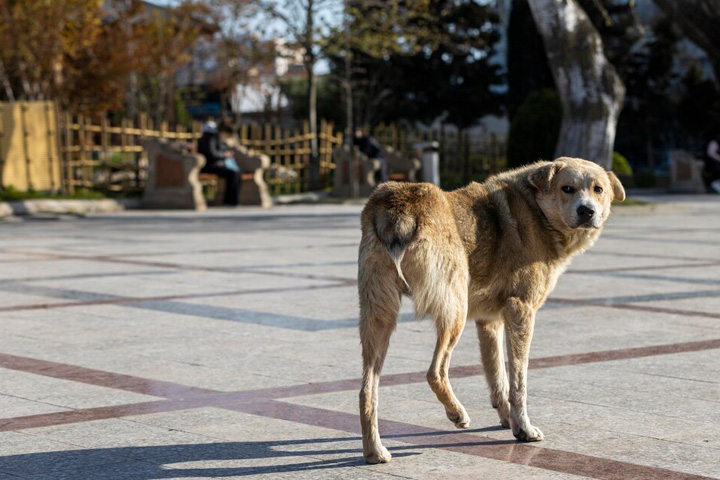 Еще один миллион на борьбу с собаками в Хакасии                                                                                                            