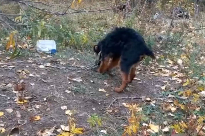 В Алтайском районе на острове нашли собачий концлагерь 