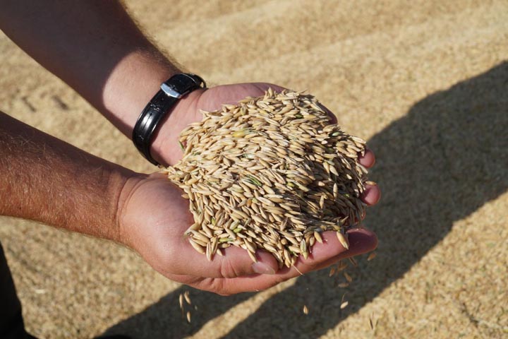 В Хакасии намолочено 82 тысячи тонн пшеницы
