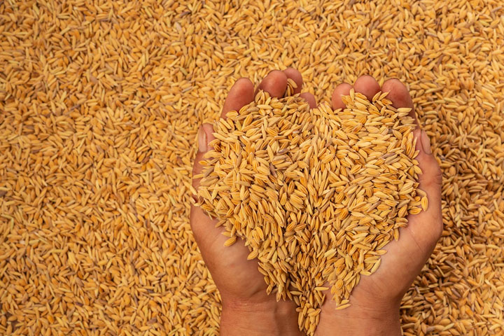 У Хакасии не получилось отправить 130 тонн зерна в КНР