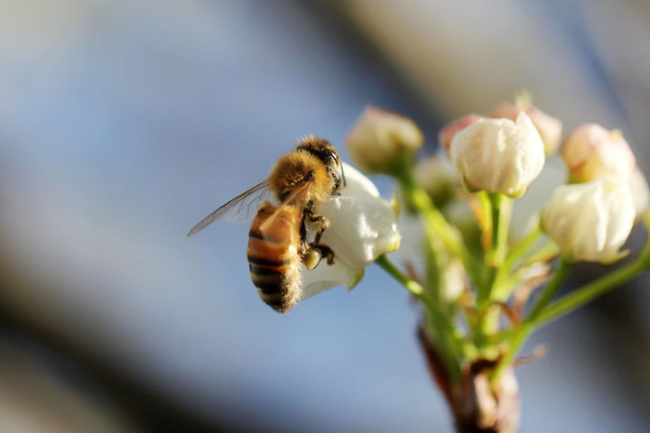 В Хакасии разобрались с массовой гибелью пчел