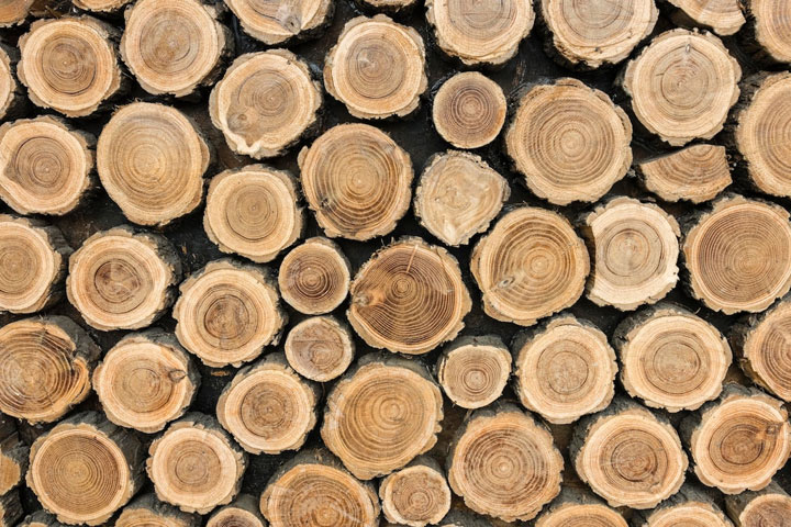 Хакасия экспортирует древесину в Европу и не только