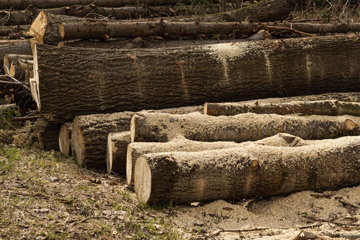 Скандальные «Леса Хакасии» безобразно рубили лес в республике