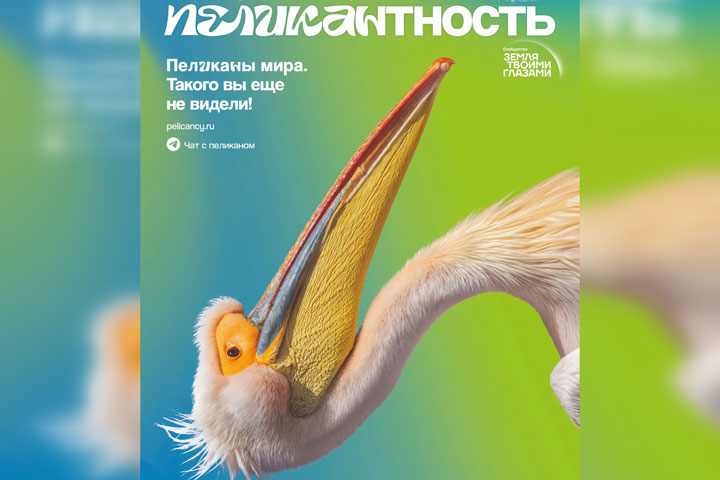 В музее Хакасии пройдет выставка «Пеликантность. Пеликаны мира»