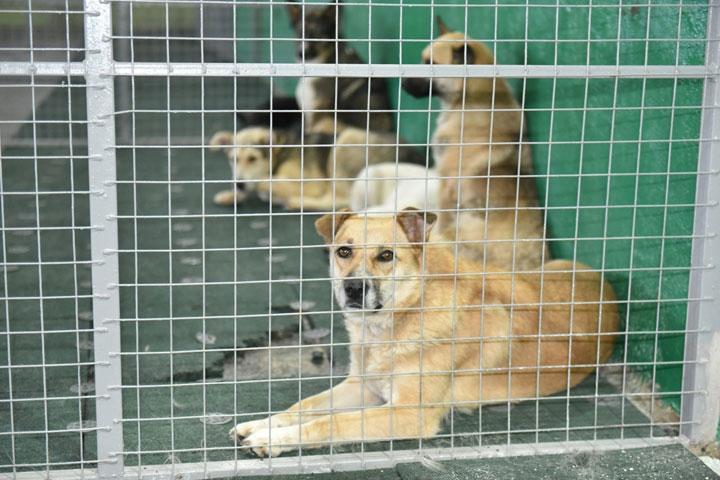 Правительство Хакасии даст муниципалитетам дополнительные деньги на бездомных животных 