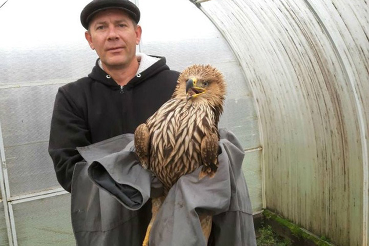 В Хакасии работник службы судебных приставов спас раненного орла