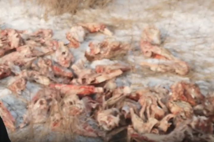Более тонны животных останков убрали коммунальщики Абакана в районе ТЭЦ