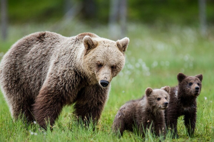 Следы медведей обнаружены неподалеку от Саяногорска