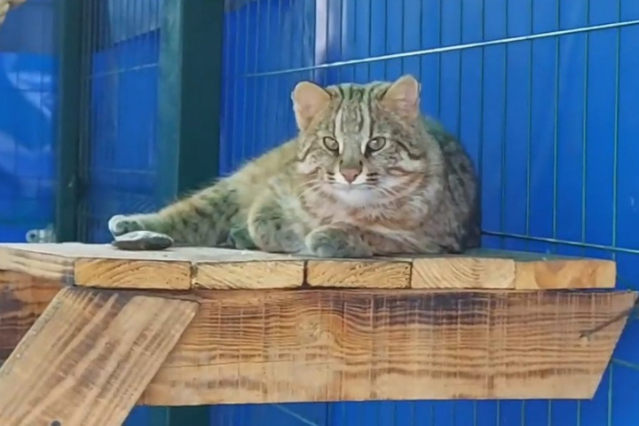 Редкий кот живет в Абаканском зоопарке
