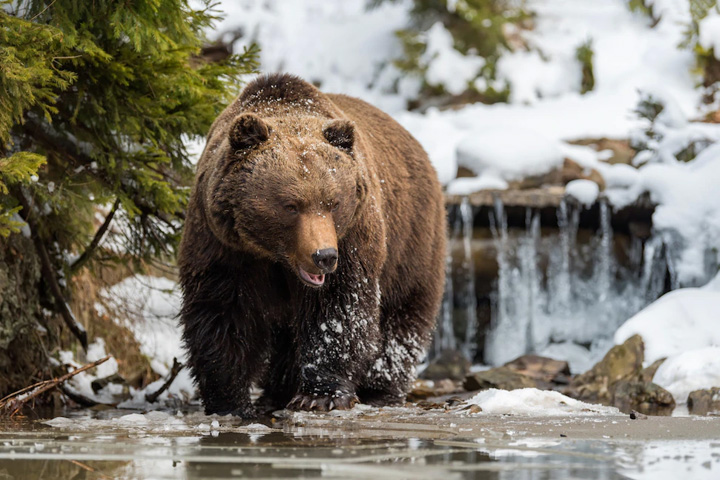 В Хакасии развелось «колоссальное количество» медведей 