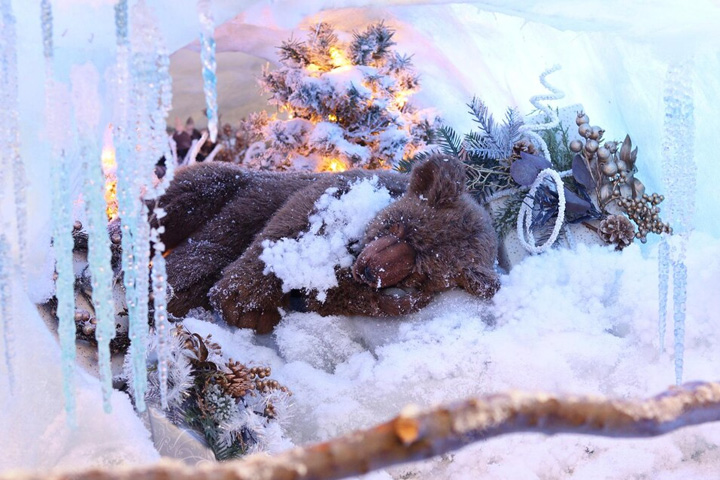 Медведи в Хакасии залегли в зимнюю спячку 