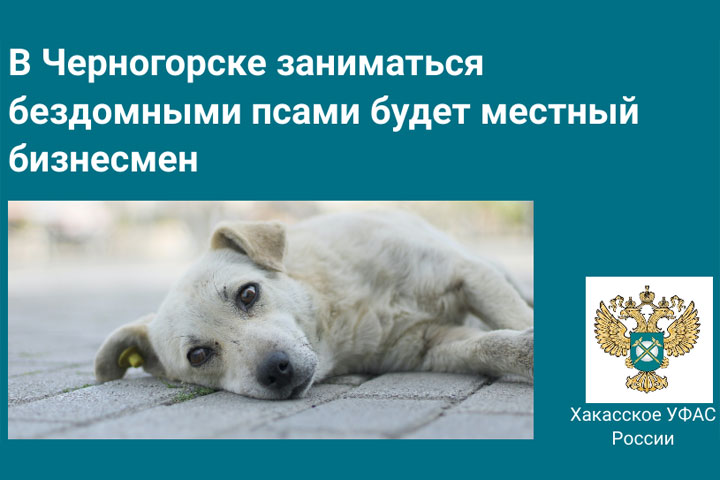 В Черногорске с выбором подрядчика по отлову собак что-то пошло не так
