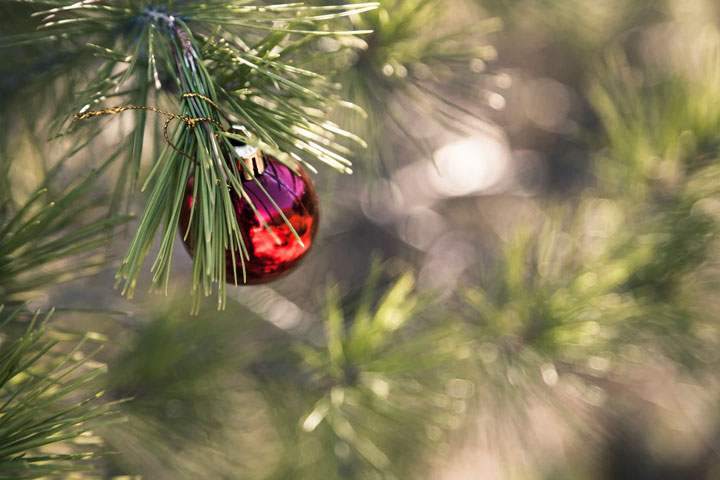 Живая или искусственная: как правильно выбрать новогоднюю елку