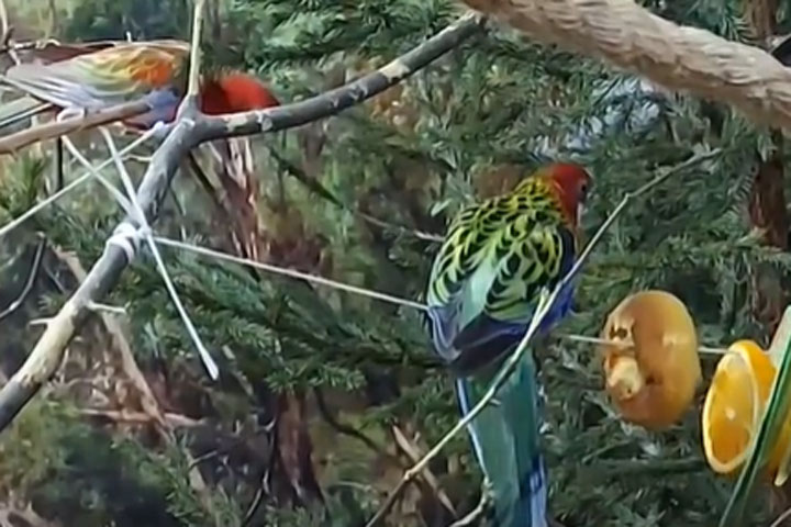 Необычные новогодние украшения появились у попугаев в Хакасии
