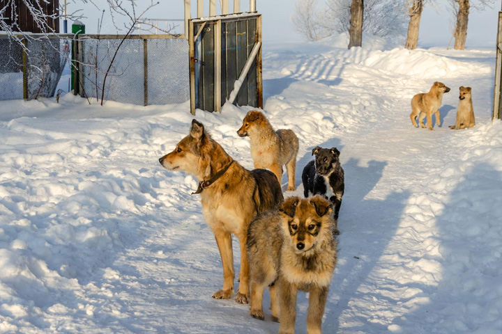 Еще больше денег потратят на отлов собак в Саяногорске