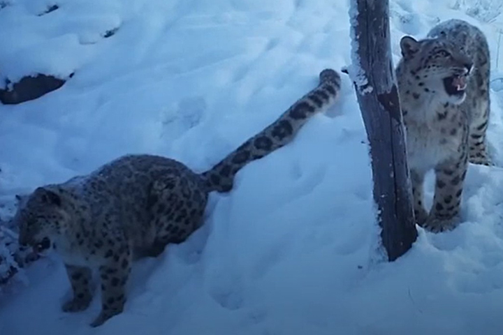 Шикарное видео снежных барсов получили в Саяно-Шушенском заповеднике