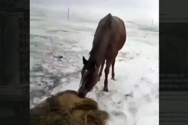ГИБДД 5 дней запрещала спасать сбитую лошадь 