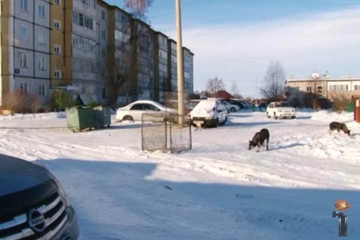 Саяногорск обречен на бездомных собак