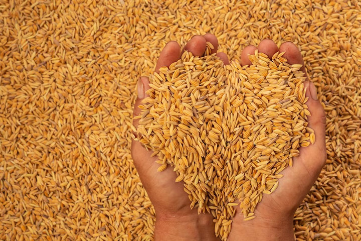 Хакасия экспортировала зерно в Китай, Казахстан и Монголию