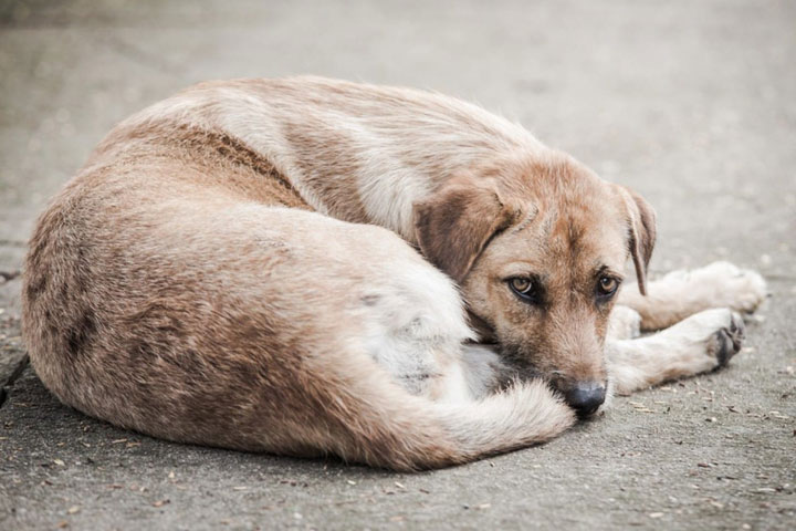 «Власти ждут трагедии?» - житель Черногорска высказался по теме бездомных псов 